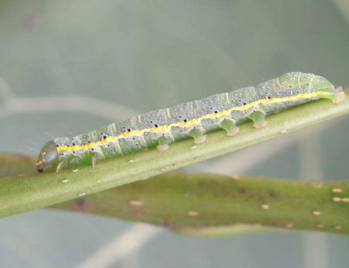 Aiuto ID bruco - cf. Lacanobia oleracea